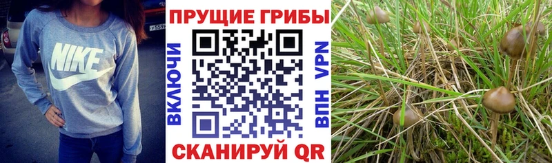Галлюциногенные грибы ЛСД  наркошоп  Инза 